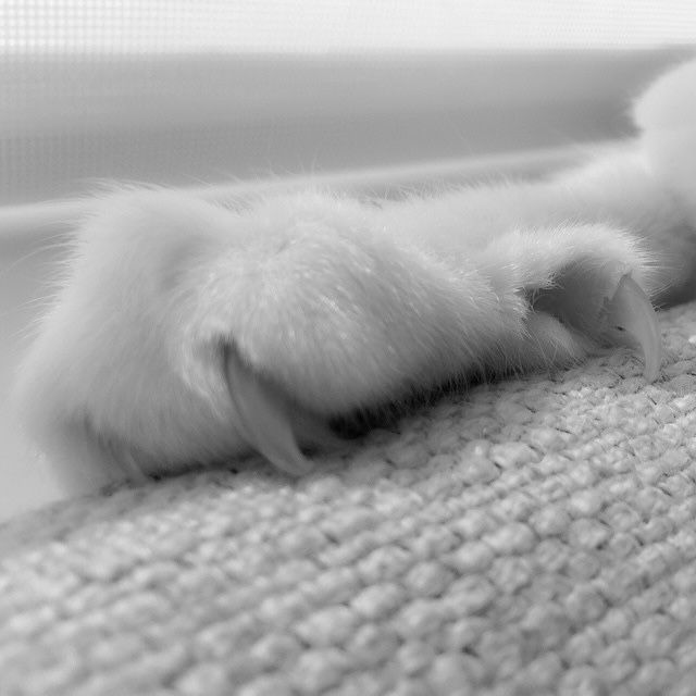 Claws