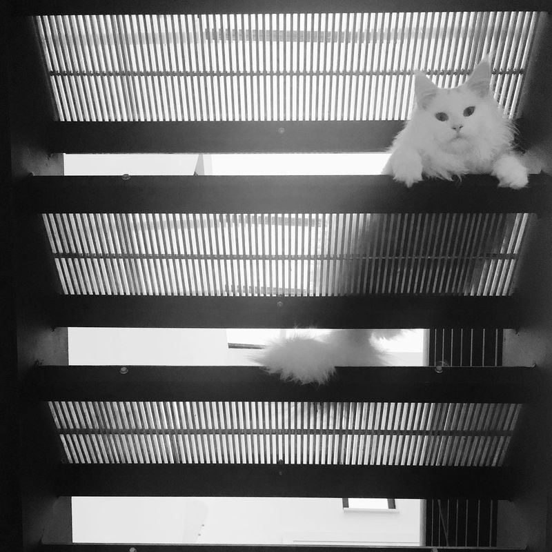 Ghost on the Stairs