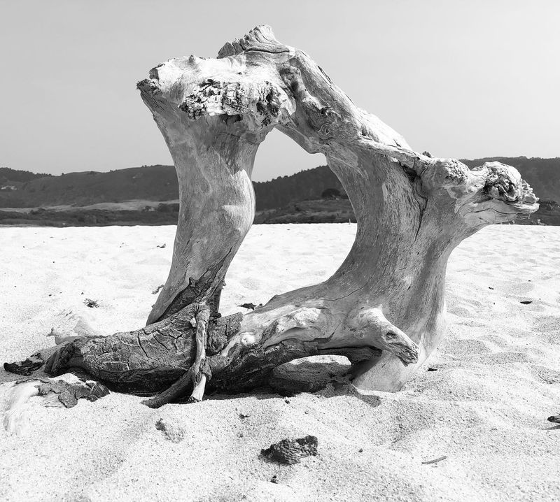 “I am a driftwood artist”