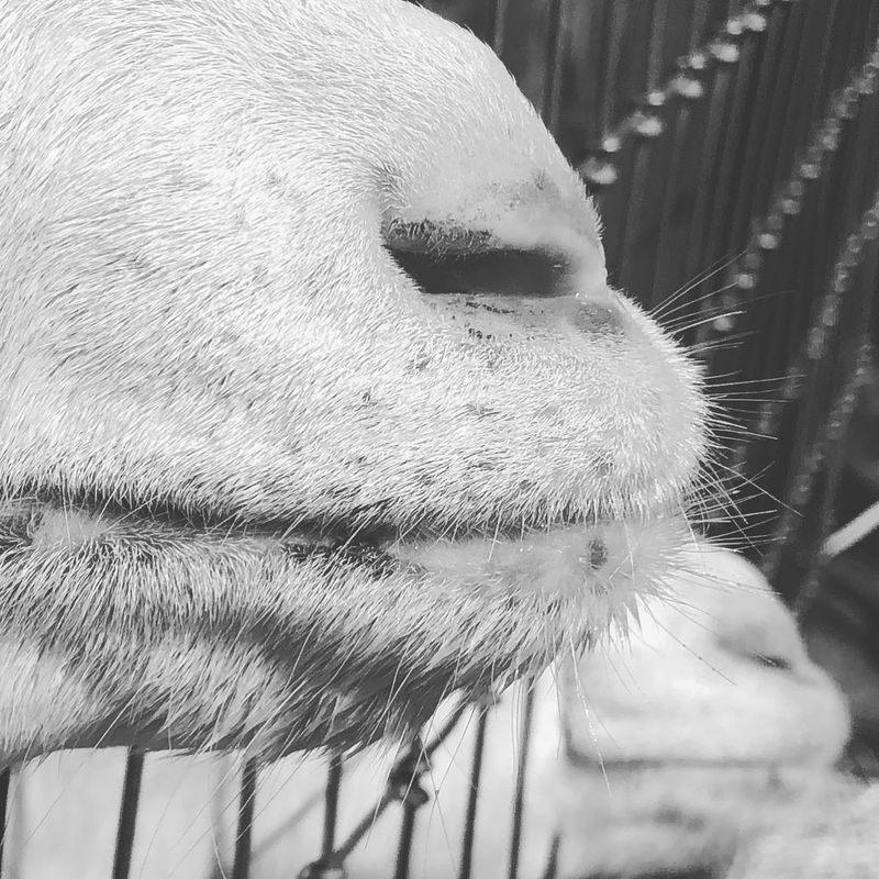 Muzzles