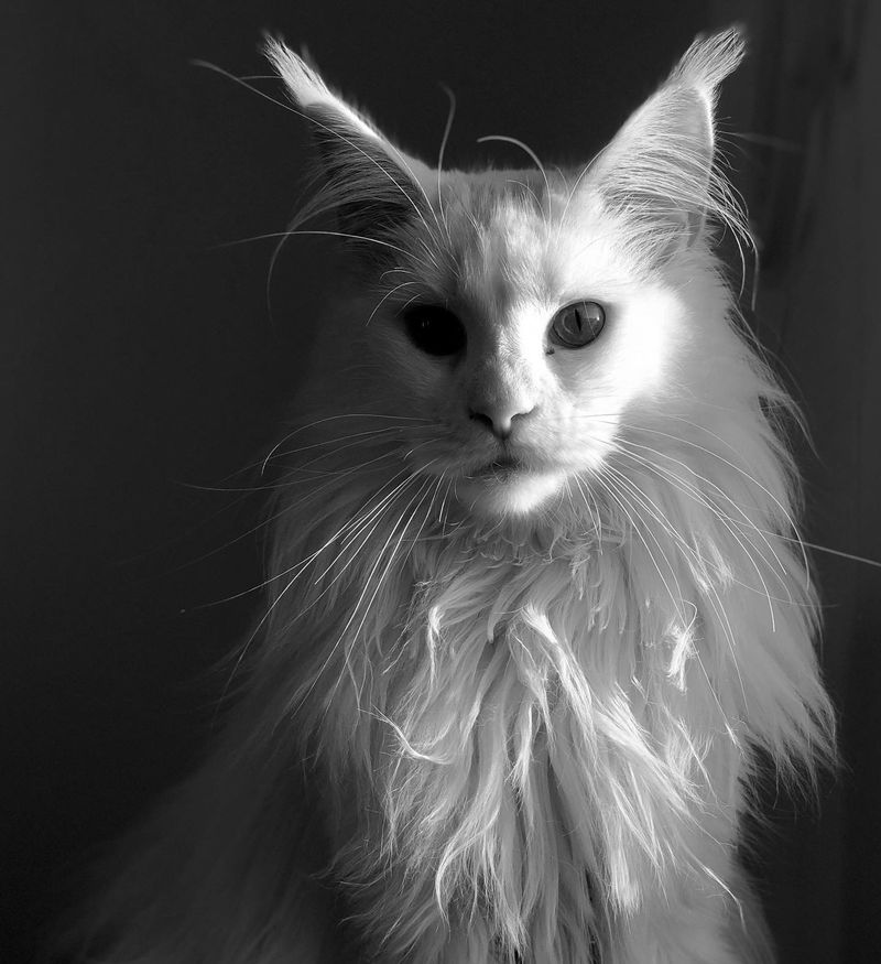 Roxy.